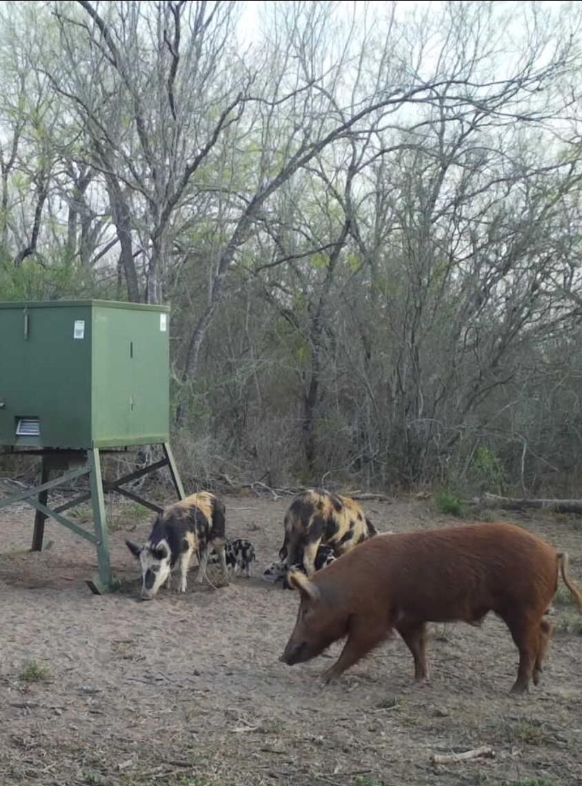 Hog Hunts Katzfey Ranch