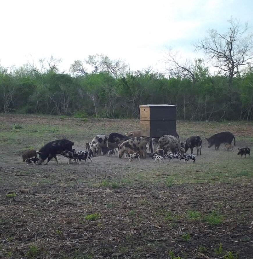 Hog Hunts Katzfey Ranch