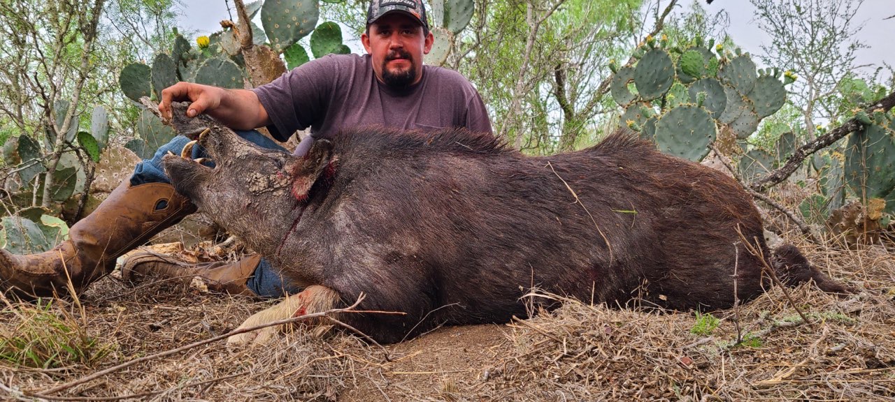 Hog Hunts Katzfey Ranch
